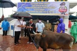 Polda Maluku salurkan 20 ekor hewan kurban, kepedulian sosial