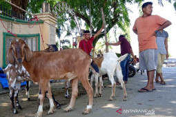 Penjualan hewan kurban di Lhokseumawe lesu