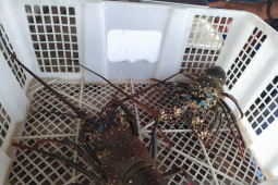 Lobster mulai susah dicari di Simeulue