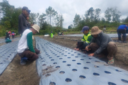 Mahasiswa Polbangtan Medan kembangkan teknologi budidaya pertanian perkotaan di Kawasan Food Estate