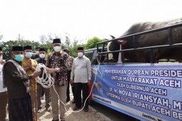 Presiden Jokowi kurban sapi seberat 1,2 ton untuk Aceh Besar