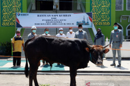 Sambut Hari Raya Idul Adha 1442 H/2021 Kideco bagikan 140 ekor sapi kurban