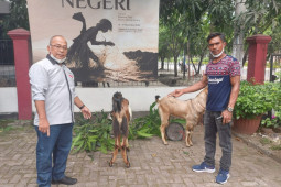 BSI serahkan hewan kurban untuk KWPSI