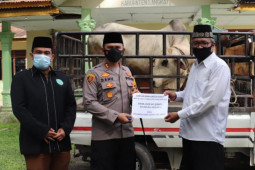 Kapolda Sumut berikan satu ekor sapi qurban ke MUI Langkat