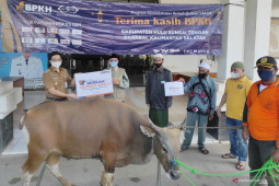 NU CARE - LAZISNU serahkan sebanyak 8 ekor sapi kurban untuk warga Kabupaten HST
