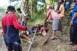 Polisi ungkap kronologi dua pemuda tewas tersengat listrik saat petik sawit