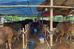 RPH Depok selesaikan proses pemotongan 160 hewan kurban