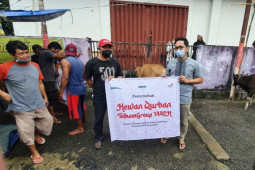 Telkom Witel Maluku salurkan tiga ekor sapi, begini penjelasannya
