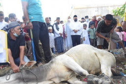 Seekor lembu kurban Bupati Tapsel disembelih di Desa Sipangko