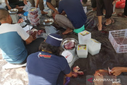 Panitia Musholla Imam Bukhari Tanah Bumbu potong sepuluh hewan kurban