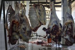 Begini tips aman konsumsi daging kurban di tengah wabah PMK