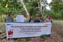 PLN UIW Aceh potong 57 ekor hewan kurban