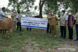 PT Timah berbagi 226 ekor hewan kurban di wilayah operasional