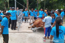 Masjid Alqurbah Gabek Dua perdana gunakan alat perebah sapi kurban