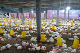 PLN Klungkung listriki budidaya Ayam Broiler