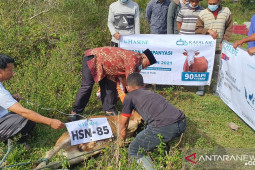 Masyarakat muslim Eropa-Turki sumbang 90 hewan kurban untuk Aceh