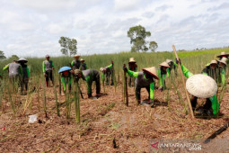 Eco  Fesyen  Indonesia  tanam purun di Kabupaten Barito Kuala