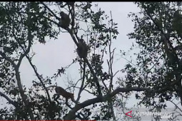 Penyelamatan mangrove di PPU perlu intensifikasi-ekstensifikasi