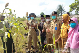 Kalbar siapkan 100 hektare sorghum di Kabupaten Mempawah