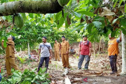 Harga kakao anjlok di Aceh Timur