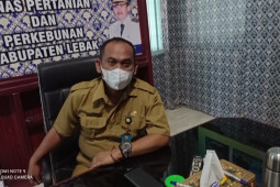 Palawija masih jadi andalan ekonomi petani Lebak