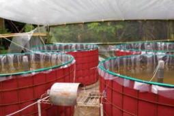 KKP terus dorong penyebaran teknologi bioflok untuk tingkatkan produksi budidaya perikanan