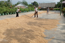 Petani Lebak mulai panen padi seluas 50 hektare