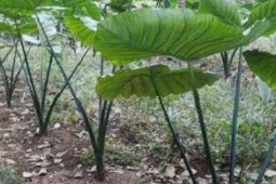 Petani Talas Beneng berpotensi raup rupiah di tengah pandemi COVID-19