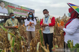 Dua lokasi di Kukar dijadikan pengembangan bibit varietas jagung Lamuru