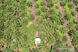 Gapki Kalbar : Kawal kebijakan bagi hasil sawit