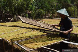 APTI: Kenaikan tarif cukai ancam kesejahteraan petani tembakau