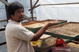 Peran pokdakan Karya Baru dan kemandirian pakan ikan di Jeruju Besar