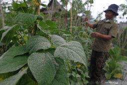 Hujan abu guyur sebagian wilayah di Kabupaten Magelang dan Temanggung