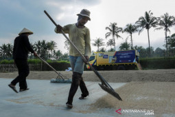 Penyaluran kredit pertanian BRI tembus Rp117, 54 triliun