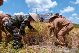 Dandim 0212/TS dampingi Wali Kota Padangsidimpuan panen padi
