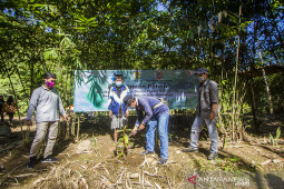 Penanaman 1000 Pohon di Pedalaman Pegunungan Meratus