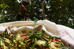 Harga Cengkeh di Madiun Melonjak