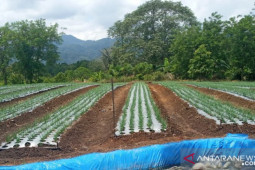 Petani Sipirok kembangkan bibit bawang tajuk untuk benih