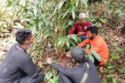 Budi daya Jernang yang prospektif  Oleh: Ganet Dirgantoro