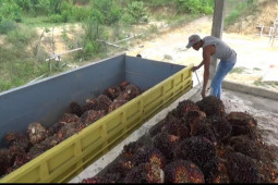 Harga TBS sawit di Batanghari mencapai Rp2.500 perkilogram