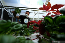 Permintaan Sayur Hydroponik di Blitar