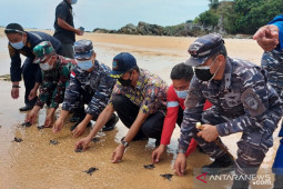TNI-AL TBA lepas liarkan tukik satwa dilindungi