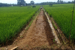Petani Mukomuko hibahkan sawah untuk jalan