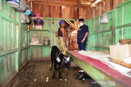 Bupati Situbondo rehab rumah nenek tinggal dengan ternak kambing