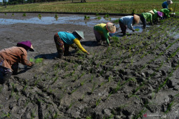 Tanam Padi Saat Musim Kemarau di Madiun