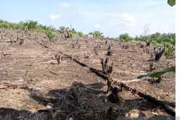 Pemkab Bangka targetkan 1.300 hektar tanaman padi sawah