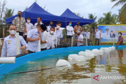 Pemkab Bangka Tengah tebar 70 ribu benur udang vaname
