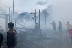 Si jago merah di Balangan mengamuk di siang hari