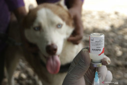 Kalbar catat 948 kasus gigitan hewan penular rabies sejak awal 2021