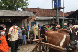Lampung Tengah jadi kabupaten percontohan pengembangan sapi Belgian Blue